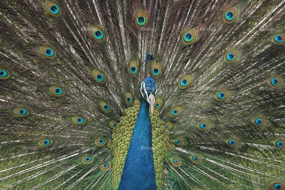 animal