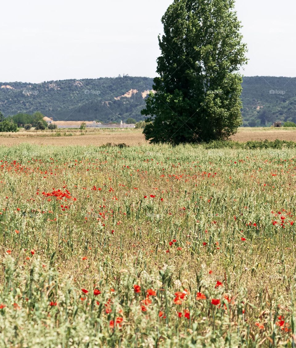 A meadow full of long grass, poppies and other wildflowers with trees in the distance