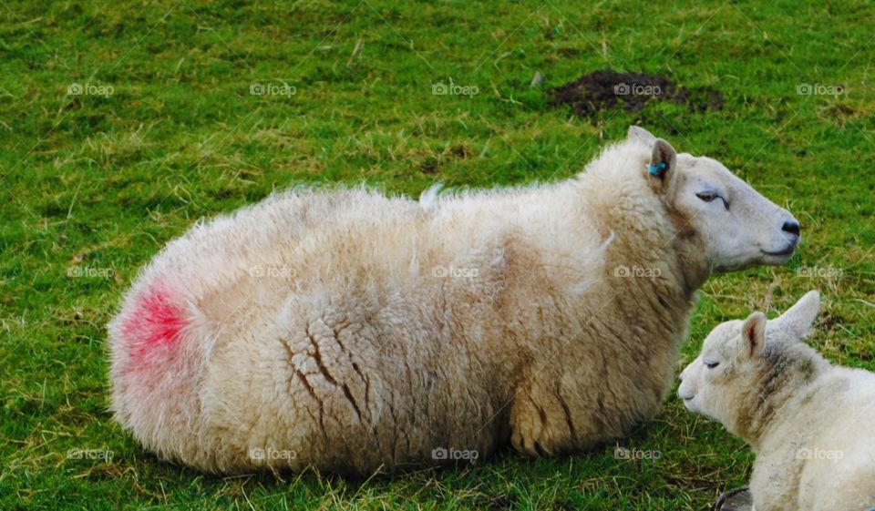A sheep laying down in a welsh field. 