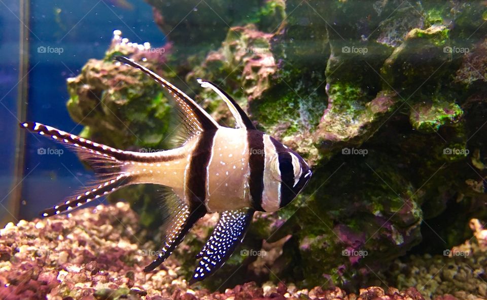 Beauty fish