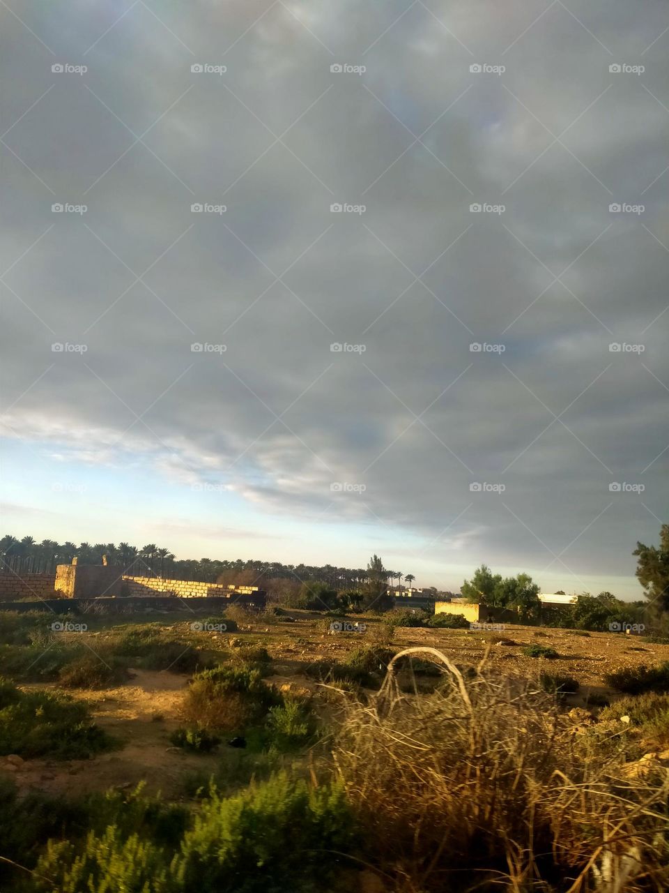 The beauty of nature in the morning