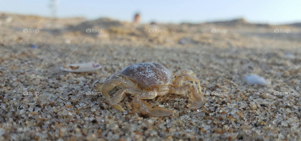 crab on sand.