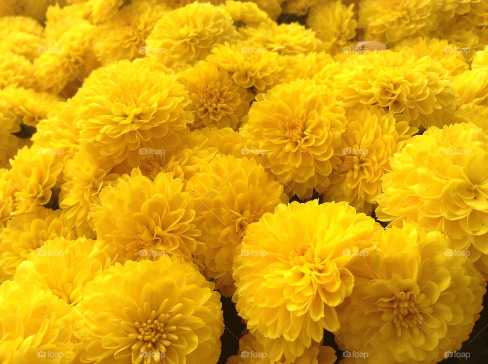 Background of yellow chrysanthemums 