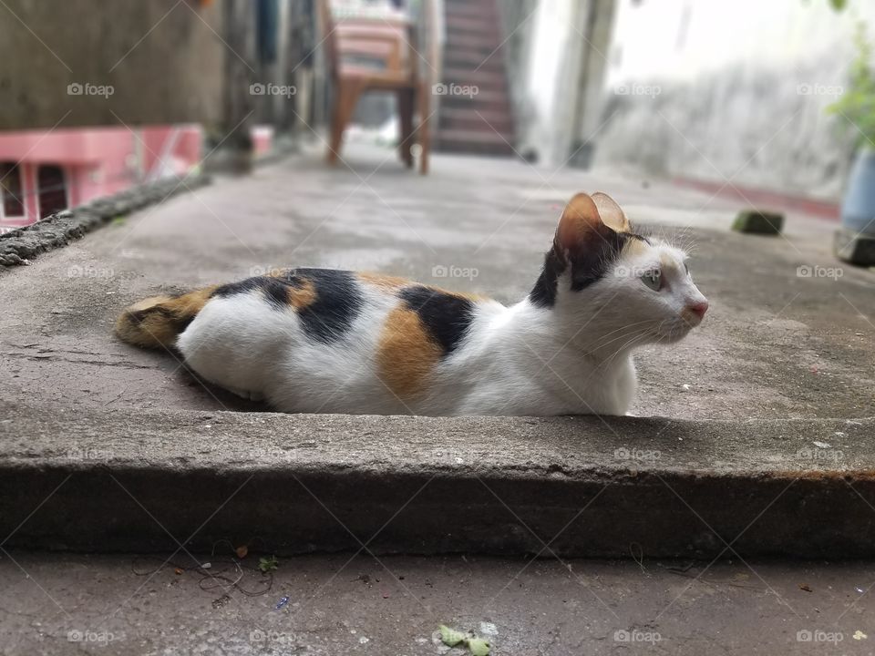 Beautiful Color Cat