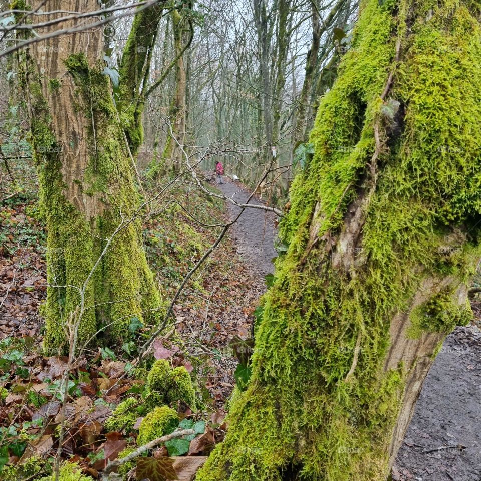 footpath in the field - Belfort