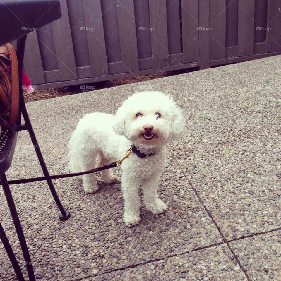 Dog on Patio