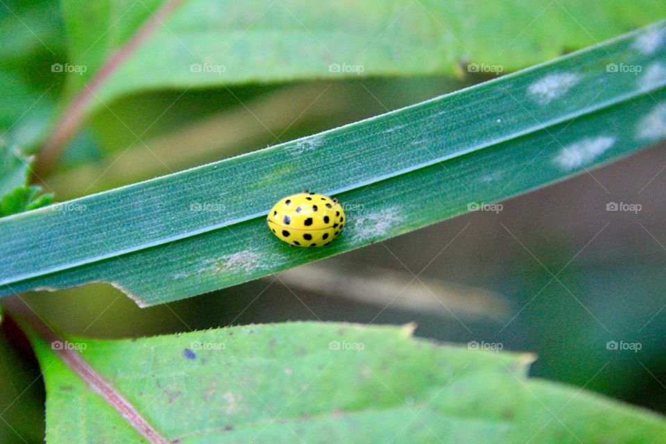 Yellow ladybug on green leaf