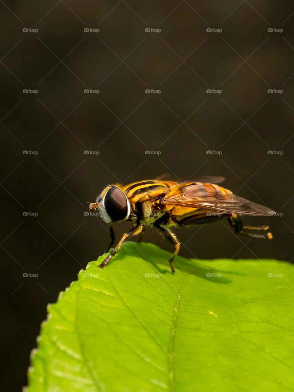 Beautiful Hoverfly