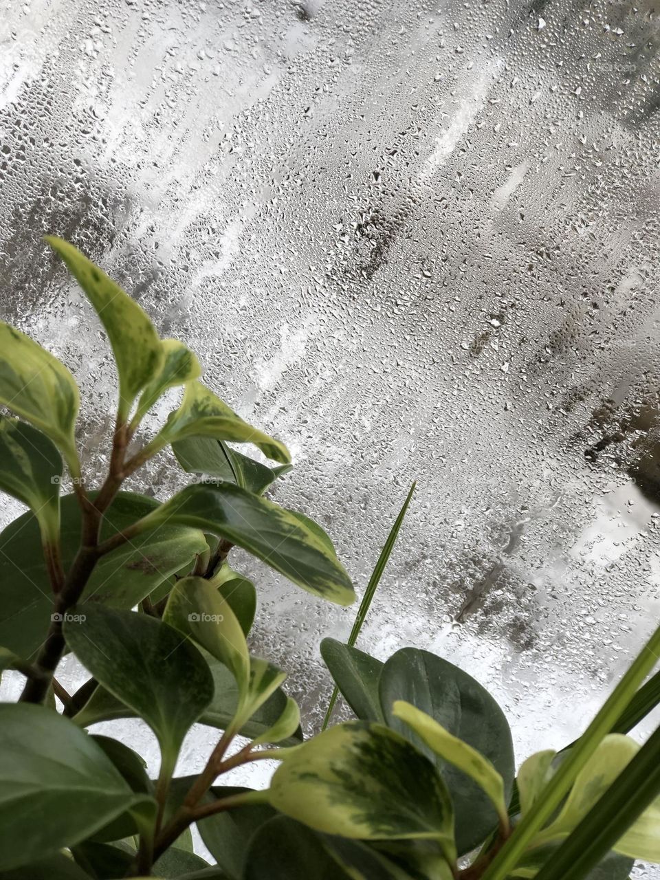 Peperomia in winter. The green story of growth and germination. Life is a constant struggle.