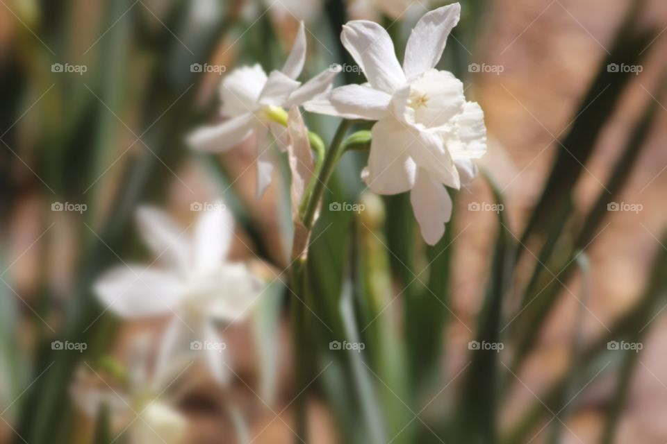 Snow White Daffodil in Focus