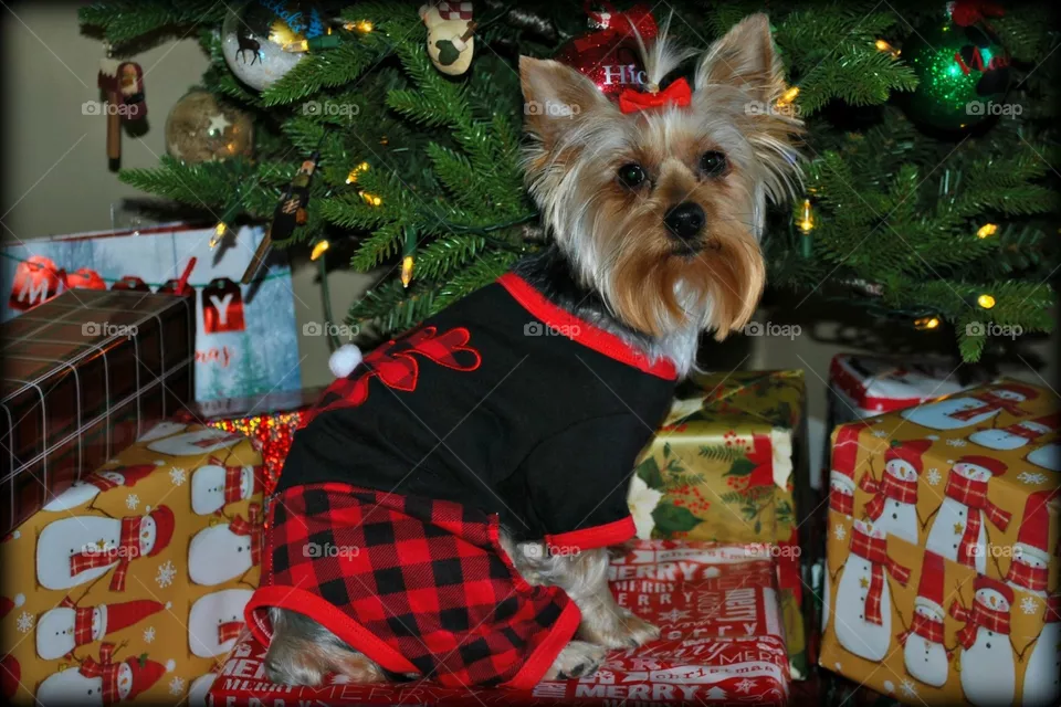 Maisy at Christmas 