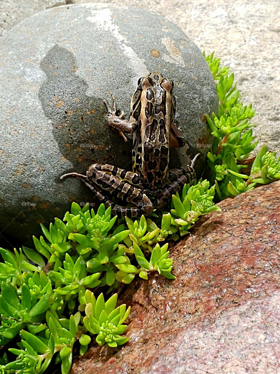 frog toad in my pond
