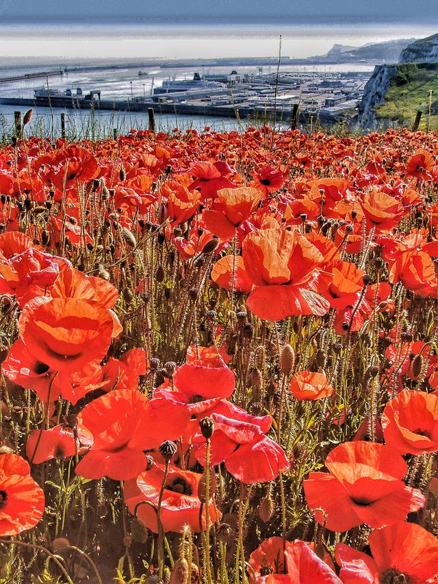 Poppies. Dover