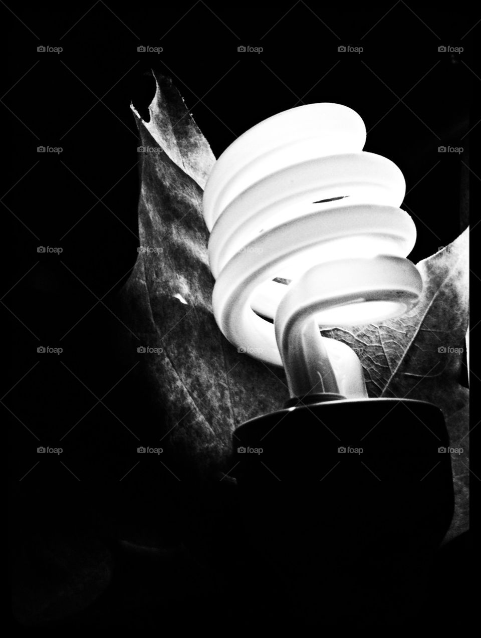 Bulb