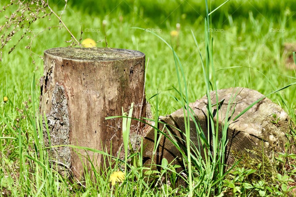 Grass and dandelions growing by a tree stump and log