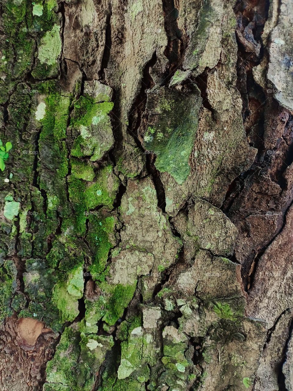 Surface Tree Bark Textures, rough and cracked like broken