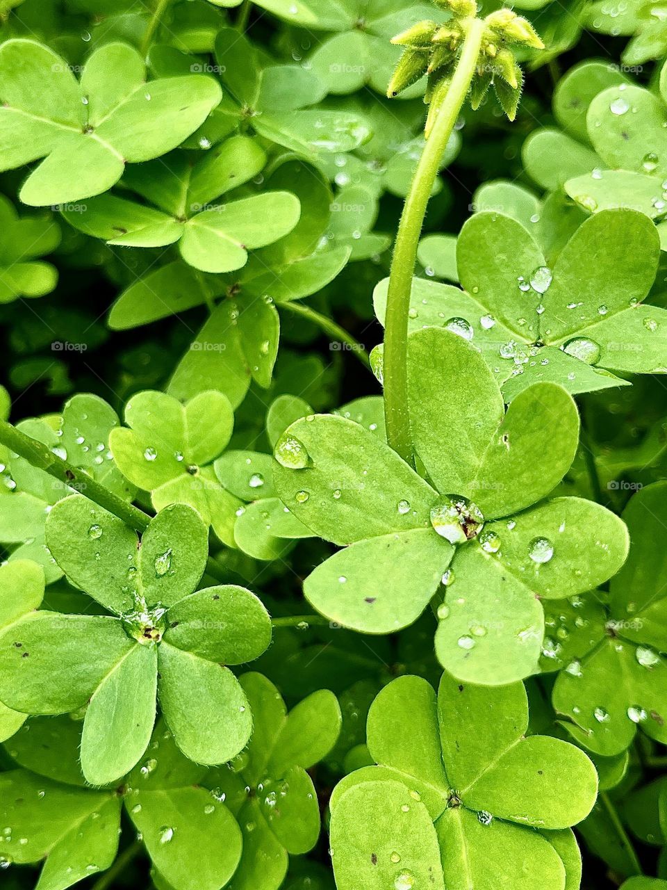 Buttercup Oxalis and Spring Showers