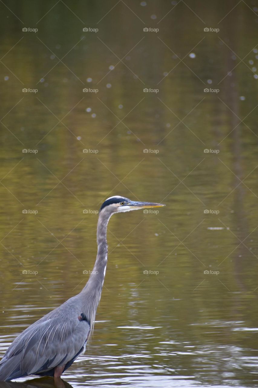 A bird stalks its prey in the shallows of a cold lake