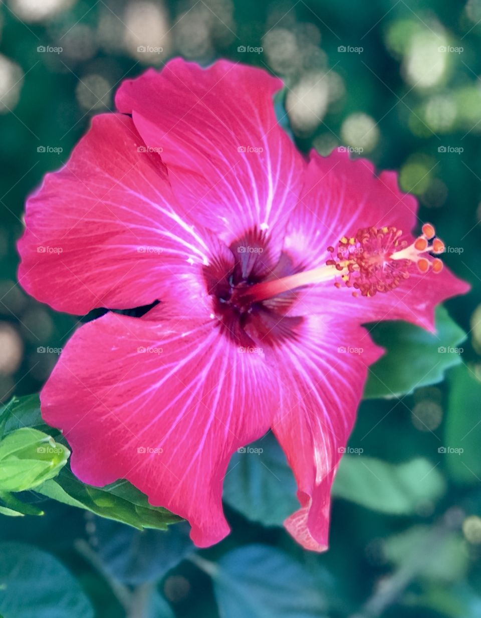 Deep pink hibiscus 