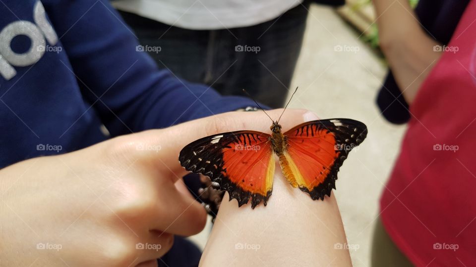 Awesome butterfly in Olmedo, Italy