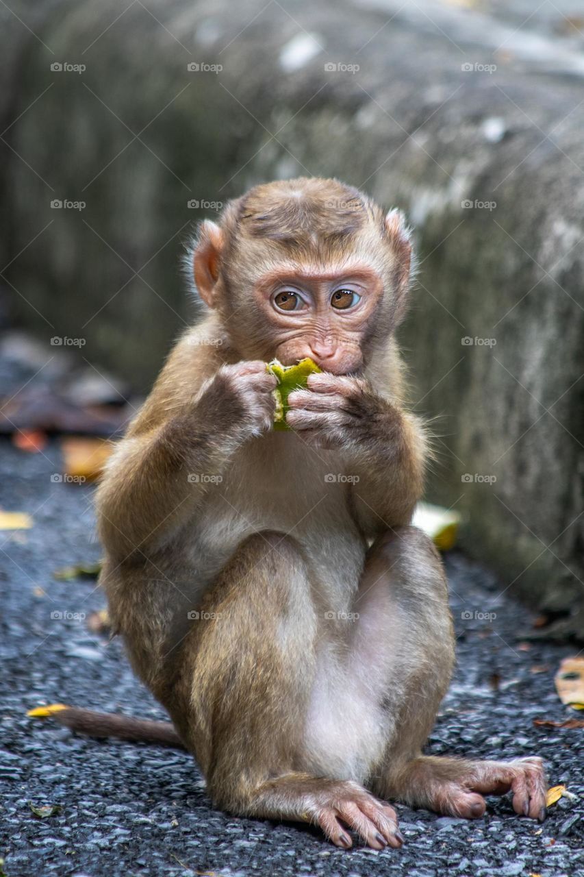Baby monkey eating orange in Phuket town, Thailand 