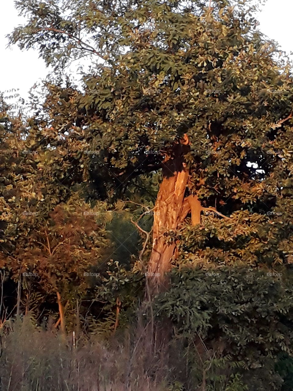 old oak tree at  sunset