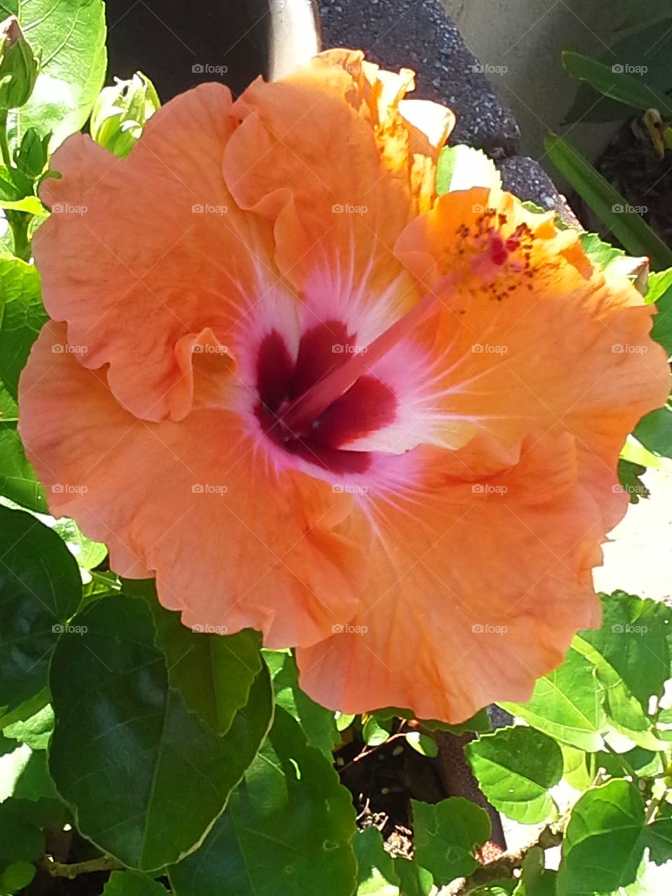 Spring Hibiscus