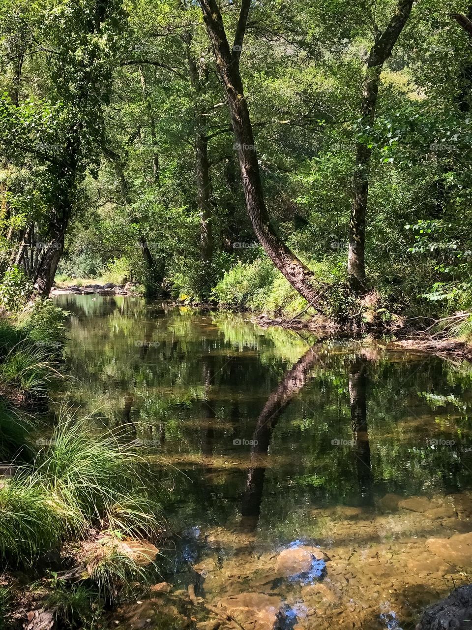 Luscious greenery lines the banks of the river a Praia  Fluvial das Fragas de São Simão