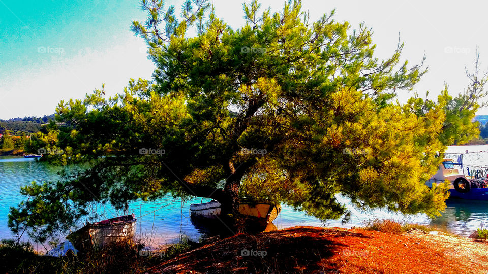 Beautiful tree near the water