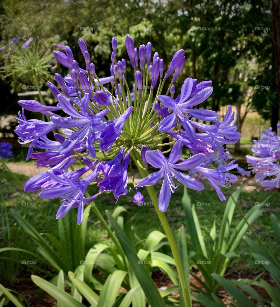 Agapantos - PURPLE COLOR - 🌹 🇺🇸 Very beautiful flowers to brighten our day.  Live nature and its beauty. Did you like the delicate petals? / 🇧🇷 Flores muito bonitas para alegrar nosso dia. Viva a natureza e sua beleza. Gostaram das pétalas delicadas? 