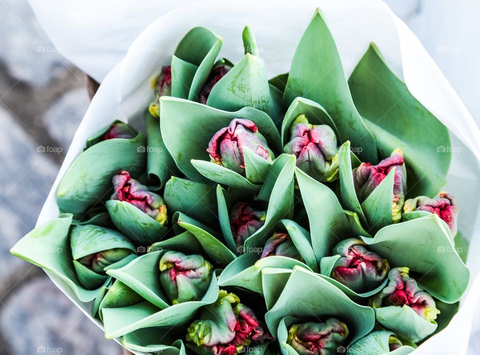 Tulips. Flower bouquet 