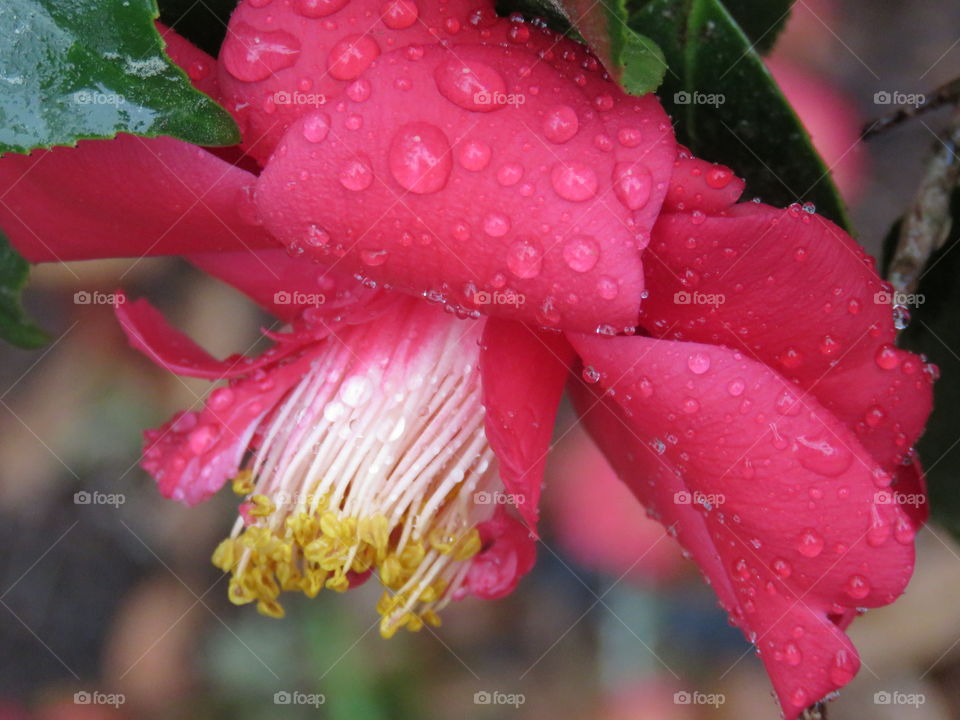 raindrops on camellia