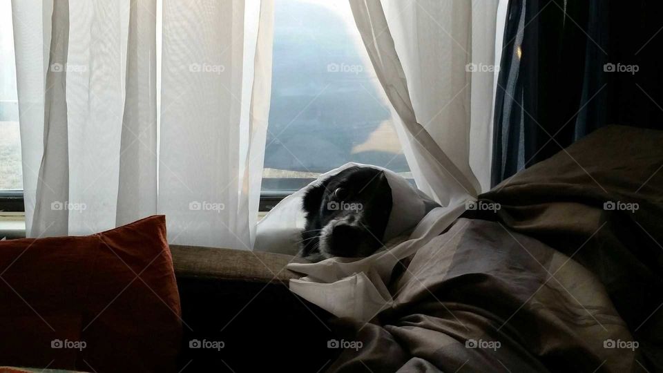 scared dog hiding in curtains