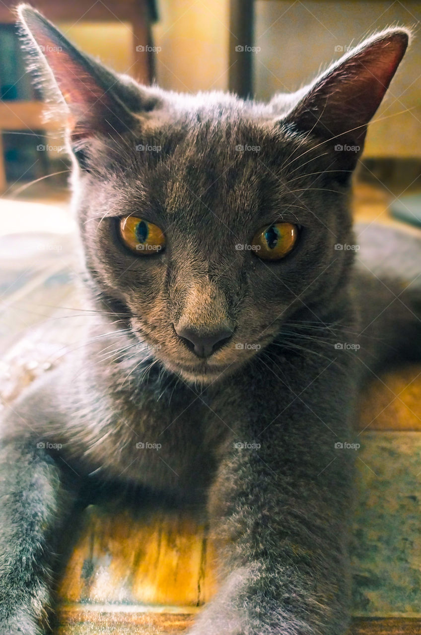 gray cat with yellow eyes looking straight into the camera