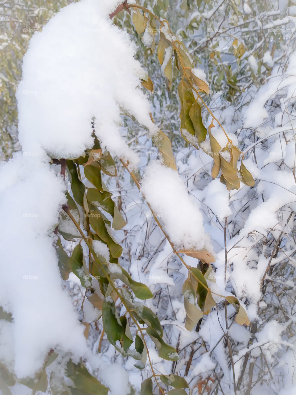 First Snow