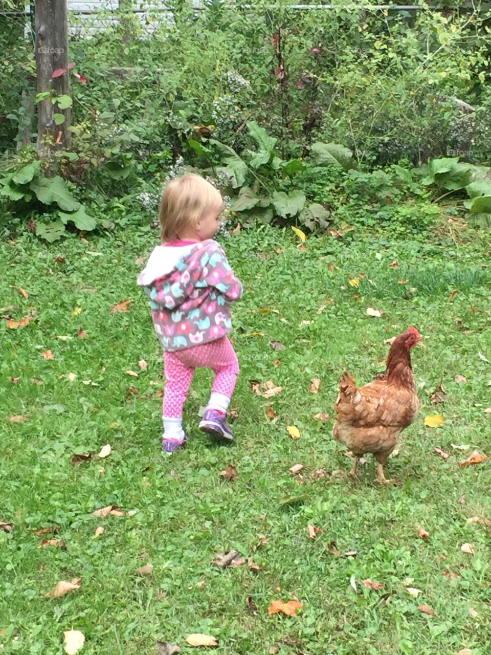 A girl and her chicken
