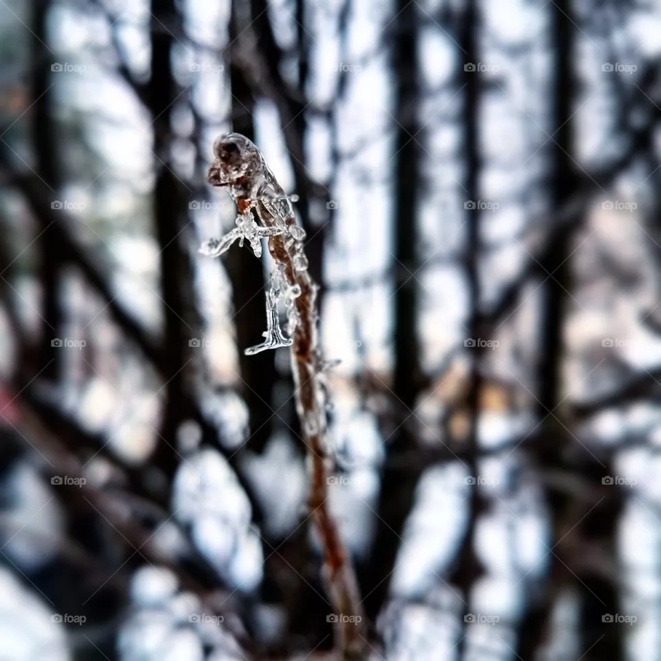ice monkey