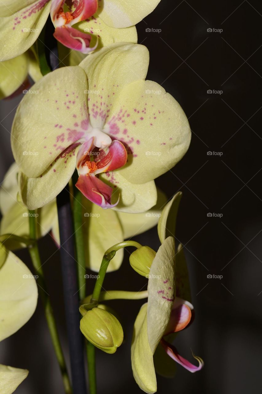 orchids flowers close up beautiful texture