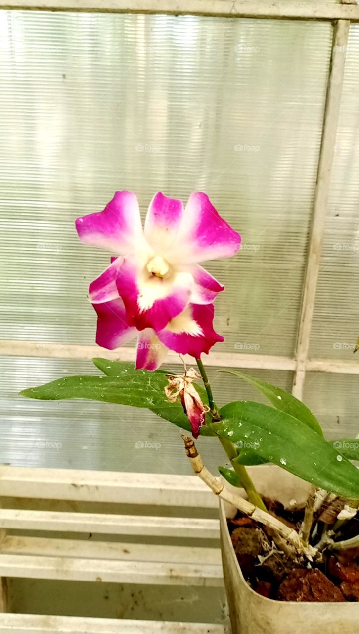 So pretty and beautiful pink orchid flower best flower of India natural flowers