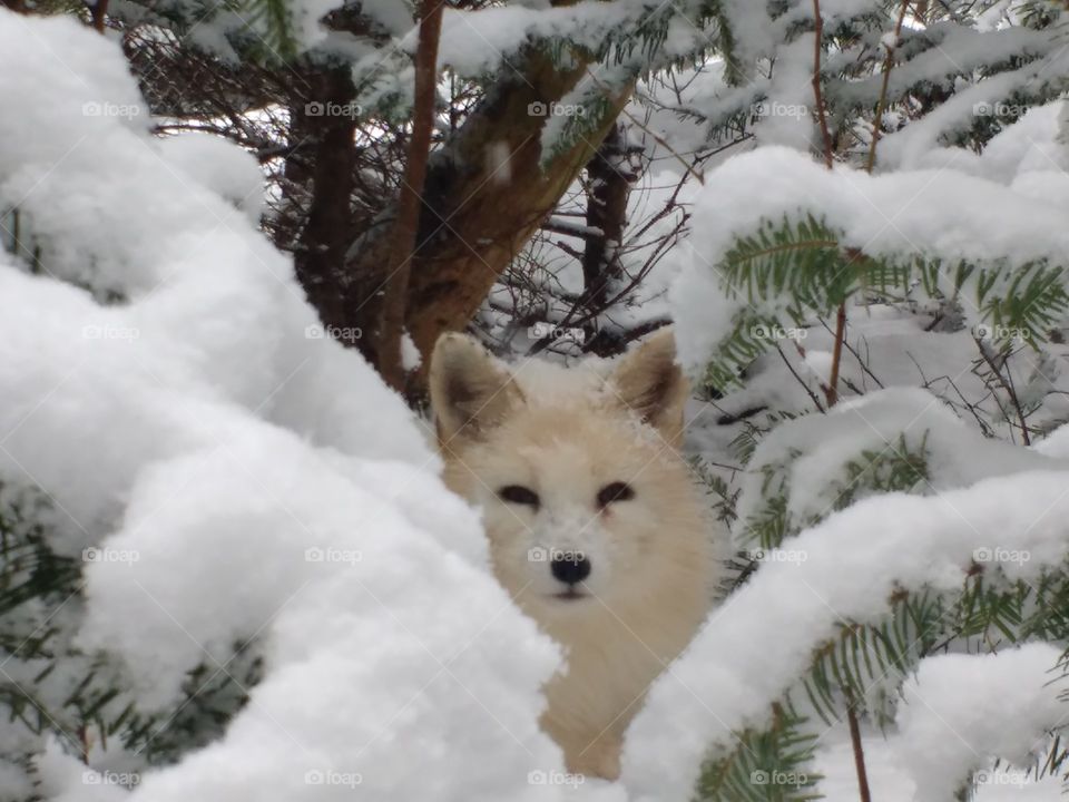 White fox in snow covered trees
