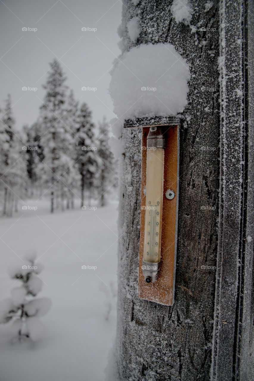 Instrument of measurement on tree trunk