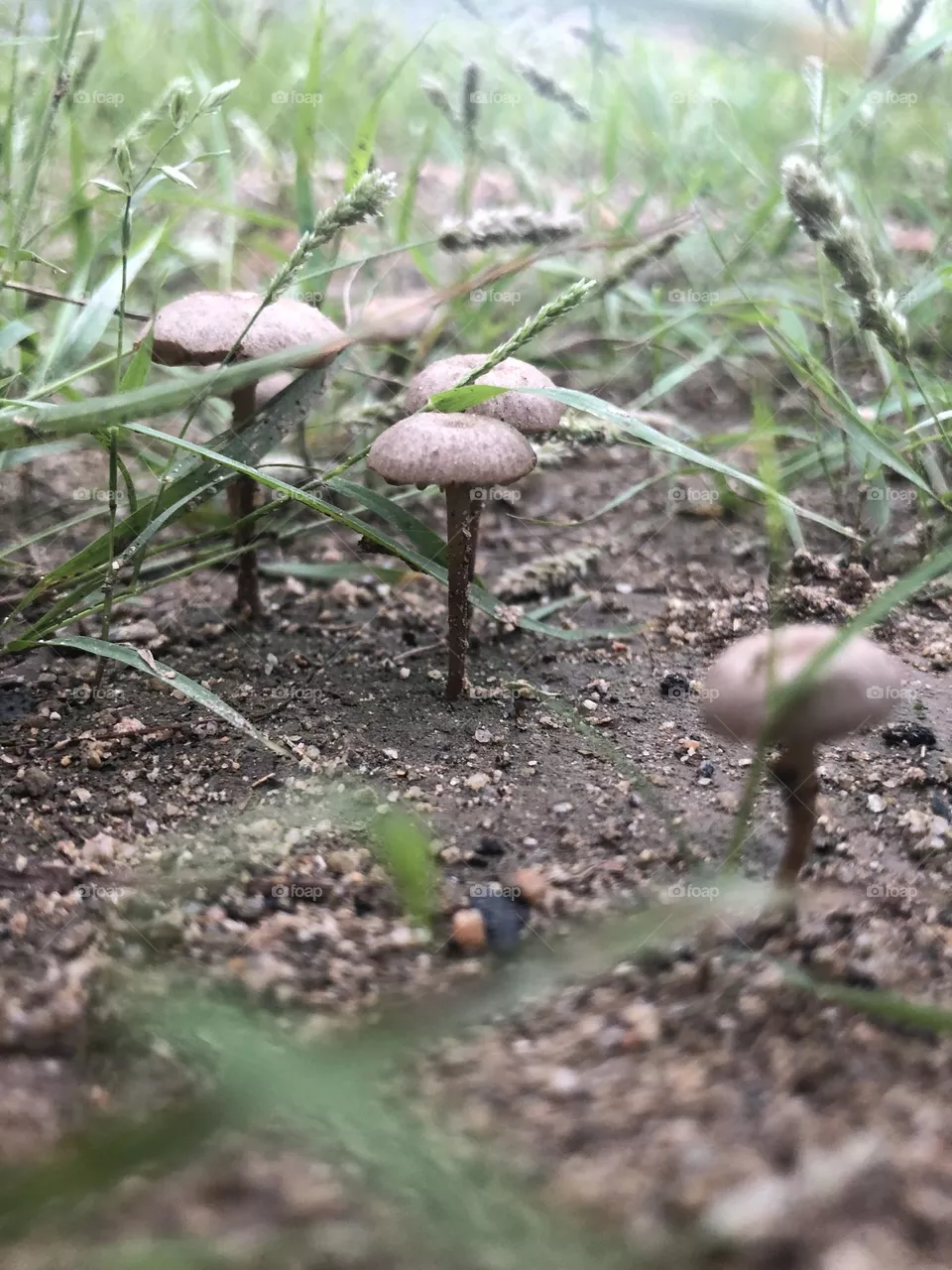 mushroom