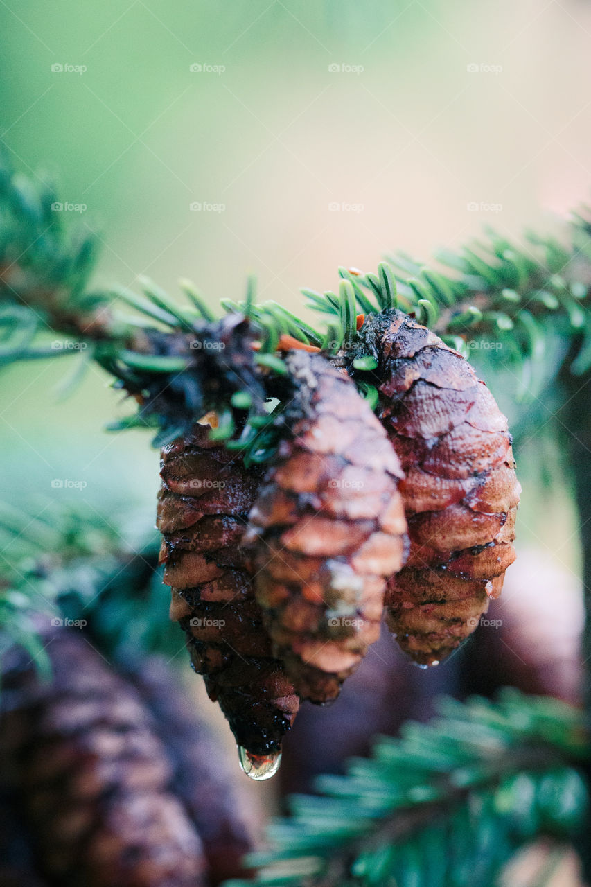 Pine cones and twigs, evergreen plant, rain drop. Wet tree after raining. Natural environment, sustainability. Copy space room for text at top