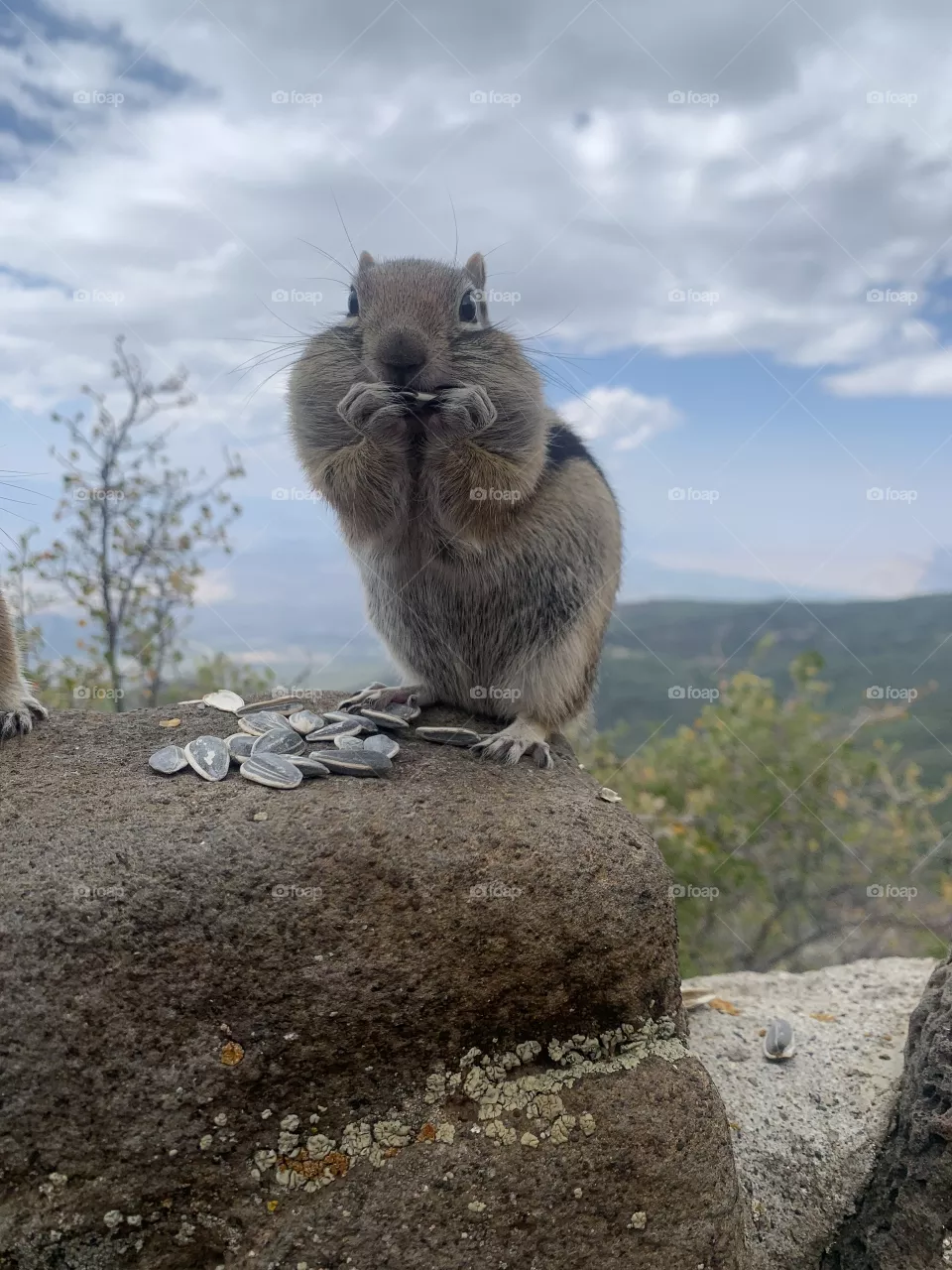 Surprised Chipmunk 
