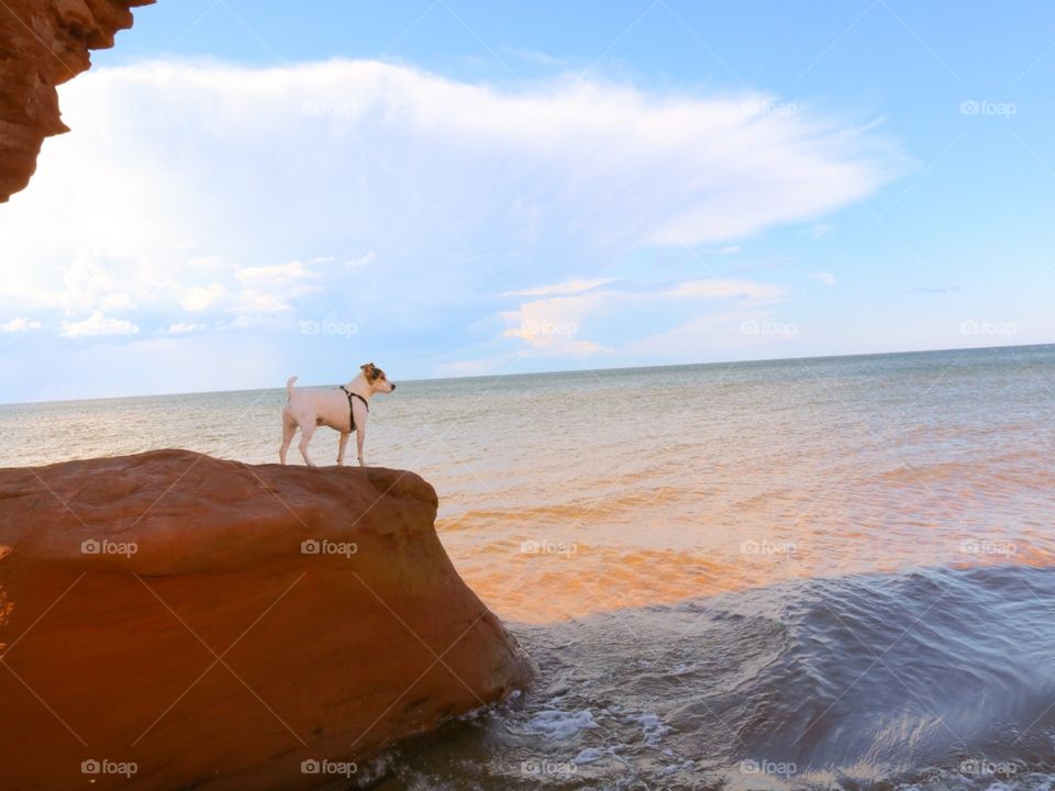 Dog by the ocean