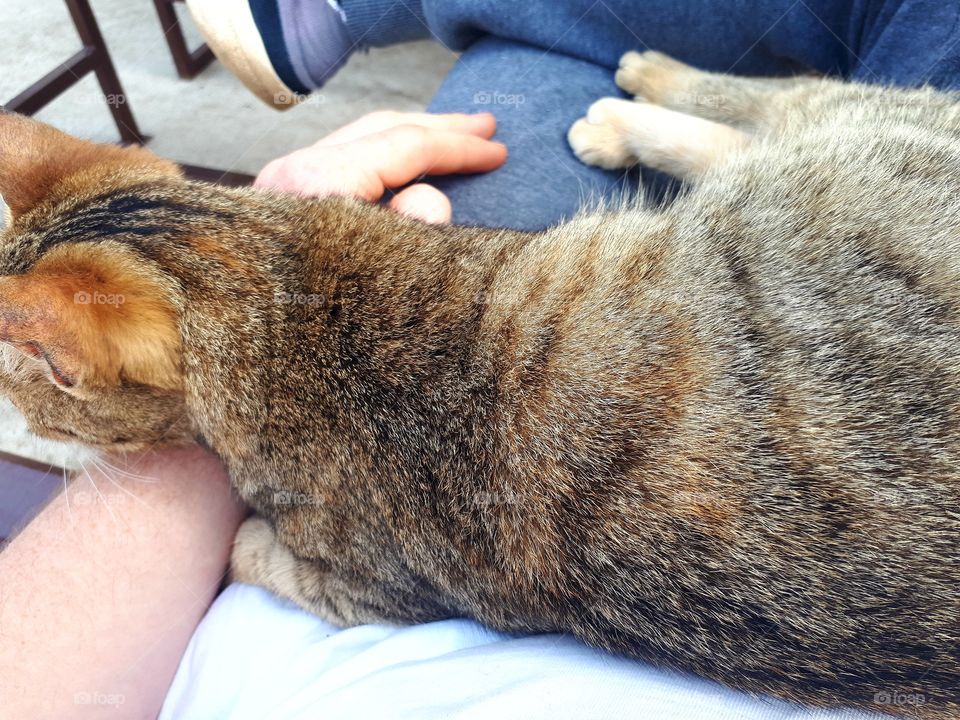 This is now my family cat.She still have no name, because it came a few days ago with us while we were working in the field.She is very dear.We thought it was our old cat because it was the same, but it did not.The likes of caressing and enjoying it