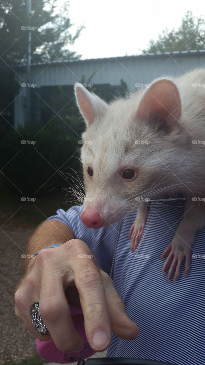 albino racoon