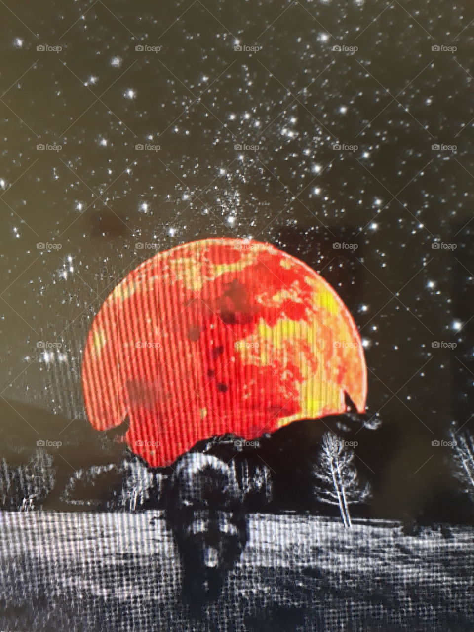 A sky full of stars, a full moon in red with yellow and a black wolf in front of you.