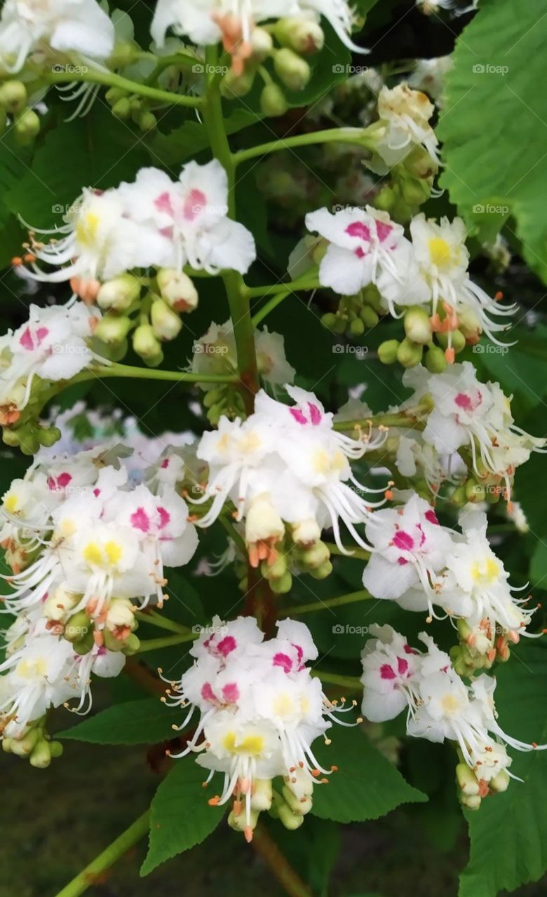 Chestnut flowers