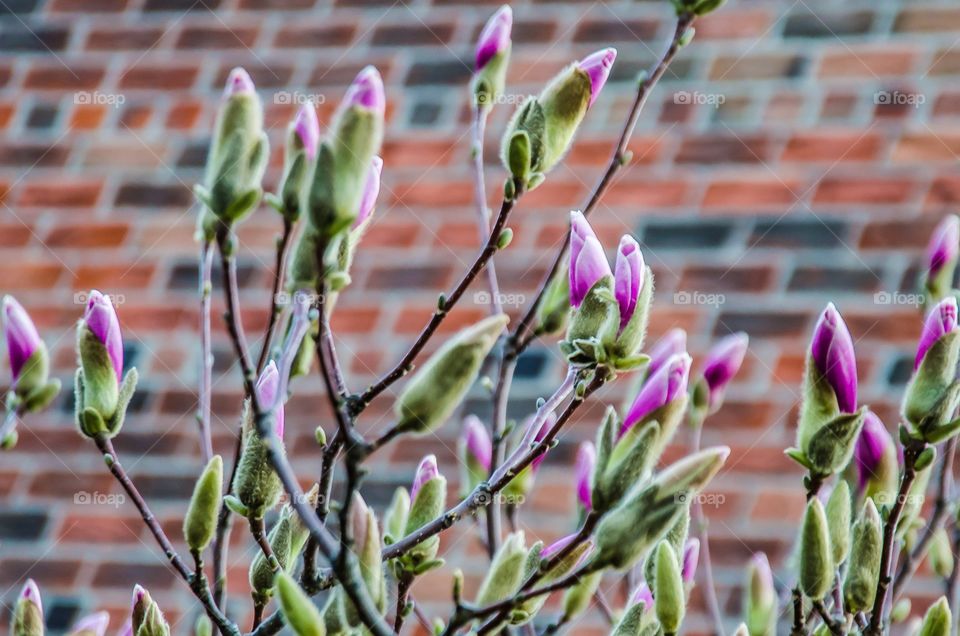 Pink flower blooming at outdoors